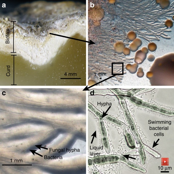 An Overnight Success: How It Only Took 5,000 Experiments To Invent The  World's First Moldable Glue