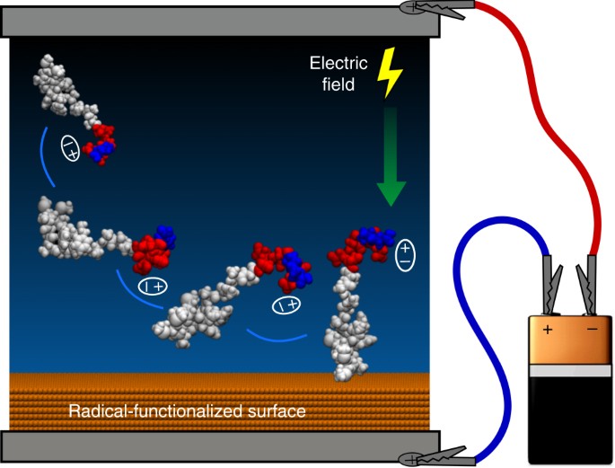 Electric Fields Control The Orientation Of Peptides Irreversibly Immobilized On Radical Functionalized Surfaces Nature Communications