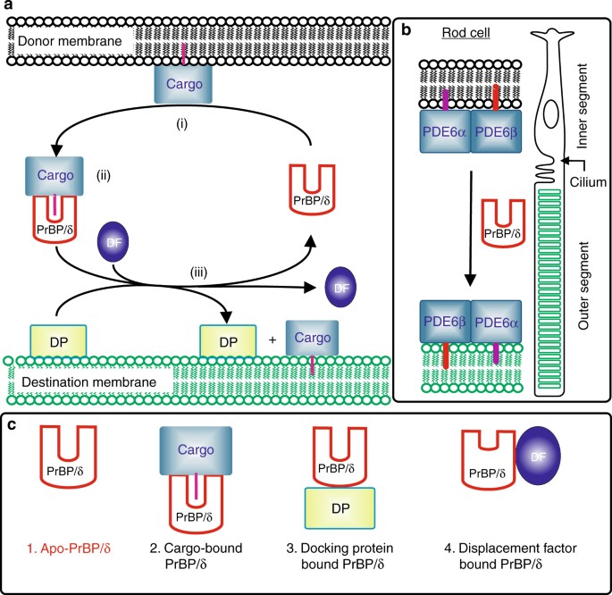 Mechanistic Insights Into The Role Of Prenyl Binding Protein Prbp D In Membrane Dissociation Of Phosphodiesterase 6 Nature Communications