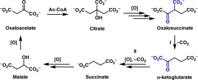 Linked Cycles Of Oxidative Decarboxylation Of Glyoxylate As Protometabolic Analogs Of The Citric Acid Cycle Nature Communications