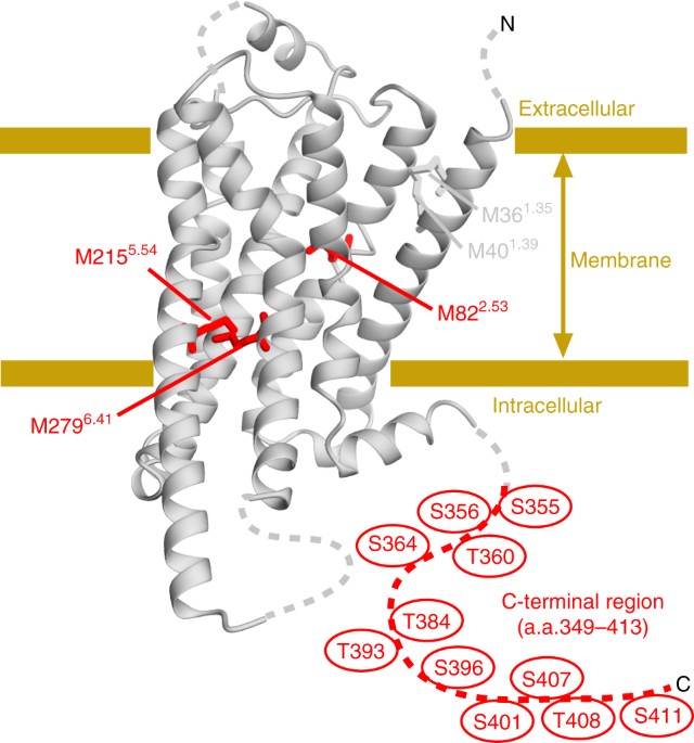 Phosphorylation Induced Conformation Of B 2 Adrenoceptor Related To Arrestin Recruitment Revealed By Nmr Nature Communications