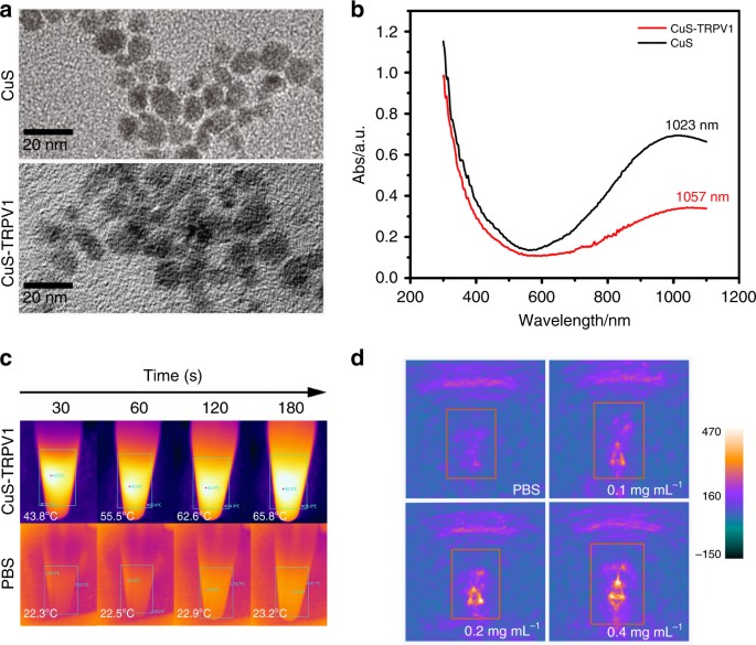 Copper sulfide nanoparticles as a photothermal switch for TRPV1 signaling to attenuate
