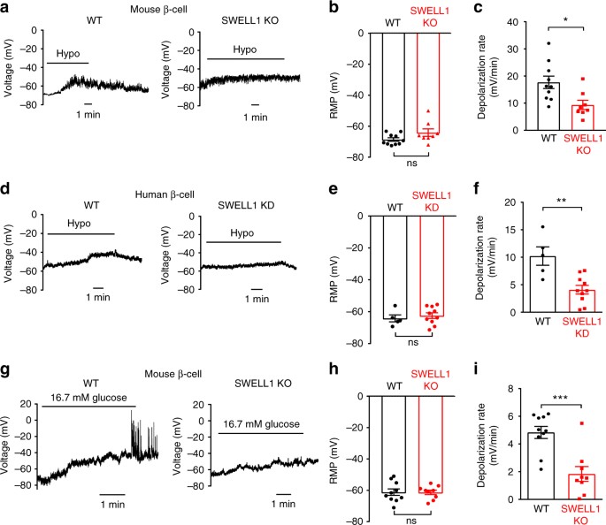 Depolarization of the pancreatic β-cell by glucose: the VRAC