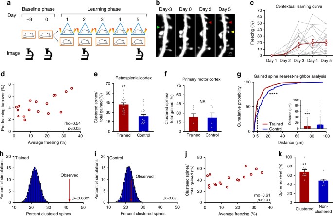 Dendritic spine formation and synapse maturation in transcription