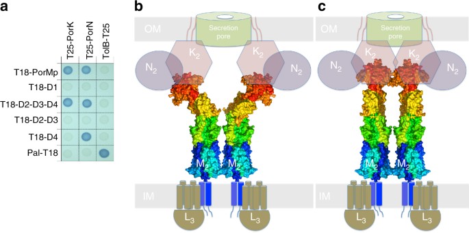 Topological And Functional Models Of Porm And Gldm Core Membrane Complexes A Bacterial Two Hybrid Analysis Bth Reporter Cells Carrying Pairs Of Topological And Functional Models Of Porm And Gldm Core Membrane Complexes A Bacterial Two Hybrid Analysis Bth Reporter Cells Carrying Pairs Of