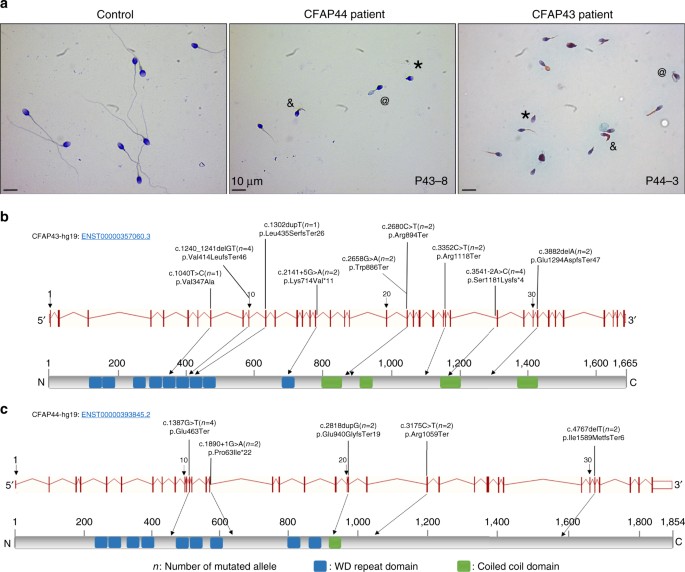 Mutations In Cfap43 And Cfap44 Cause Male Infertility And Flagellum Defects In Trypanosoma And Human Nature Communications
