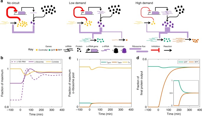 Dynamic allocation of orthogonal ribosomes facilitates uncoupling