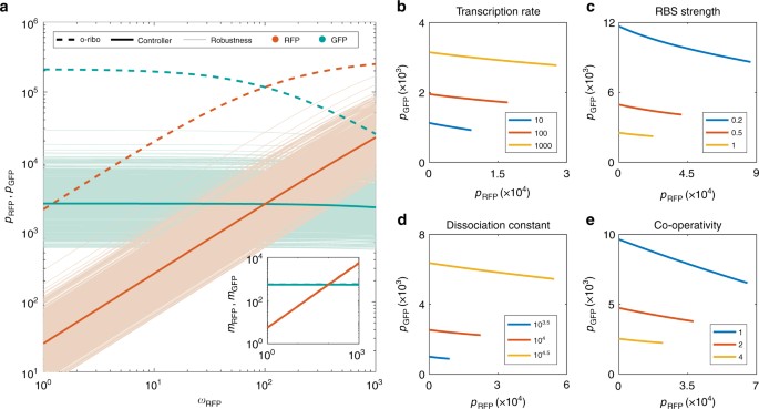 Dynamic allocation of orthogonal ribosomes facilitates uncoupling