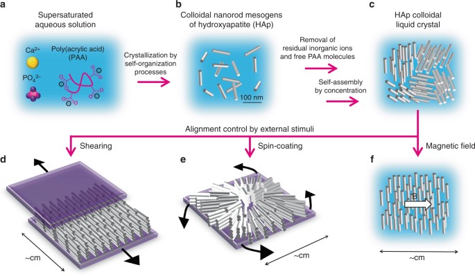 Stimuli-responsive hydroxyapatite liquid crystal with macroscopically controllable ordering and magneto-optical functions