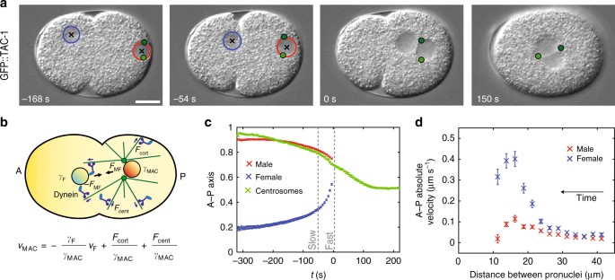 Uncovering The Balance Of Forces Driving Microtubule Aster Migration In C Elegans Zygotes Nature Communications
