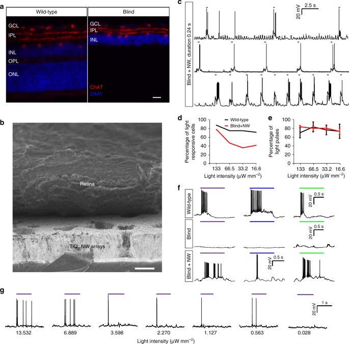 Nanowire arrays restore vision in blind mice