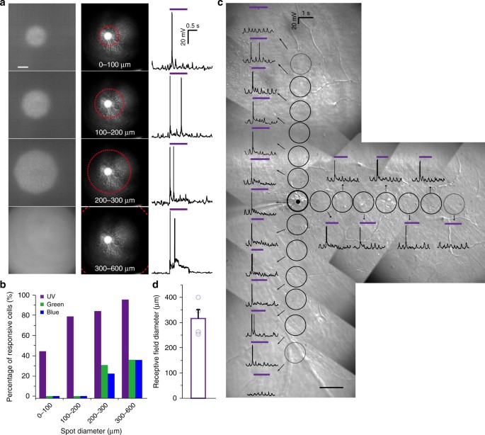 Shedding Light On Developmental Blind >> Nanowire Arrays Restore Vision In Blind Mice Nature Communications Shedding Light On Developmental Blind >> Nanowire Arrays Restore Vision In Blind Mice Nature Communications