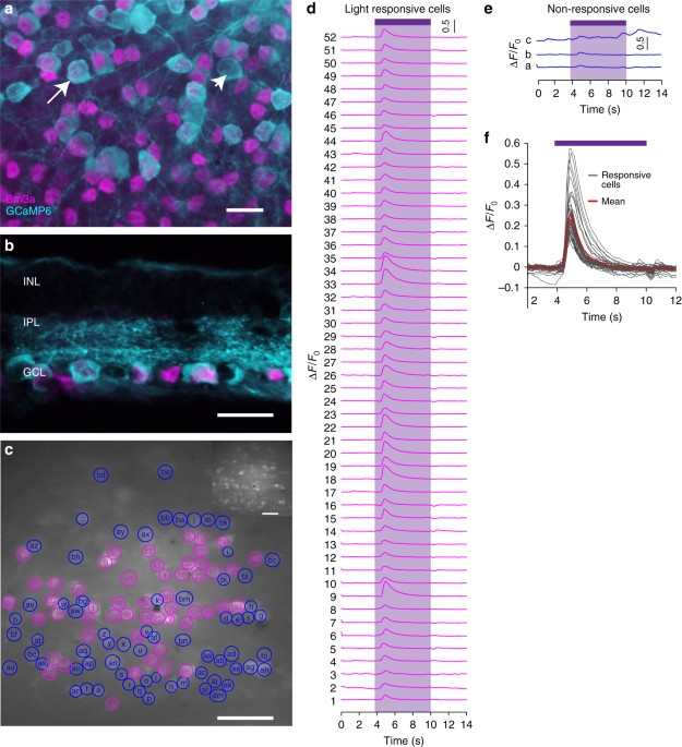 Shedding Light On Developmental Blind >> Nanowire Arrays Restore Vision In Blind Mice Nature Communications Shedding Light On Developmental Blind >> Nanowire Arrays Restore Vision In Blind Mice Nature Communications