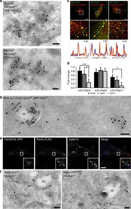 Vps3 And Vps8 Control Integrin Trafficking From Early To Recycling Endosomes And Regulate Integrin Dependent Functions Nature Communications