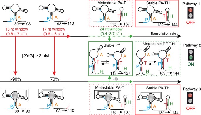 Life times of metastable states guide regulatory signaling in transcriptional riboswitches