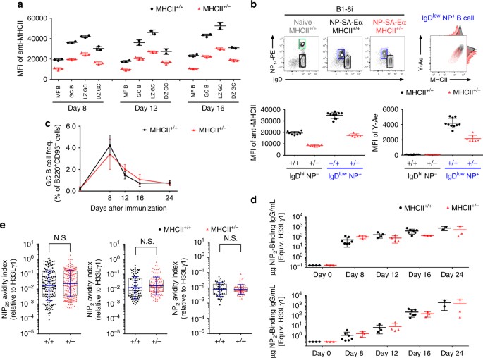 Germinal Center Entry Not Selection Of B Cells Is Controlled By Peptide Mhcii Complex Density Nature Communications