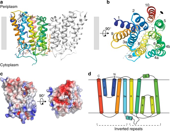 Crystal Structure Of An Intramembranal Phosphatase Central To Bacterial Cell Wall Peptidoglycan Biosynthesis And Lipid Recycling Nature Communications