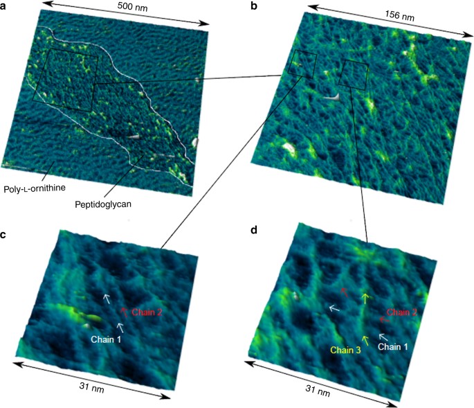 Molecular Imaging Of Glycan Chains Couples Cell Wall Polysaccharide Architecture To Bacterial Cell Morphology Nature Communications Molecular Imaging Of Glycan Chains Couples Cell Wall Polysaccharide Architecture To Bacterial Cell Morphology Nature Communications