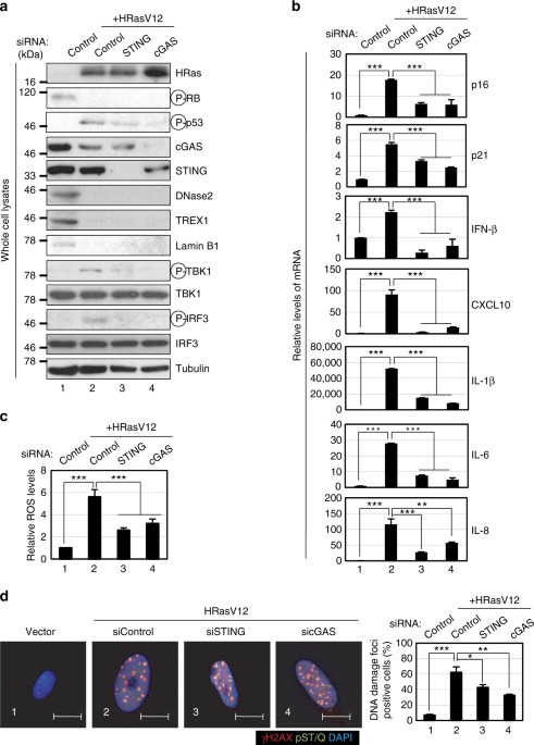 Downregulation of cytoplasmic DNases is implicated in cytoplasmic DNA ...