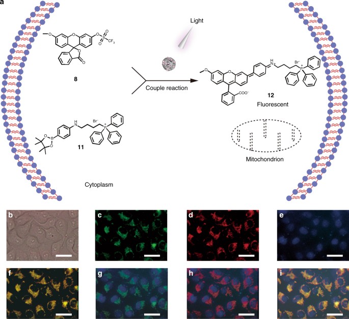Designed heterogeneous palladium catalysts for reversible light