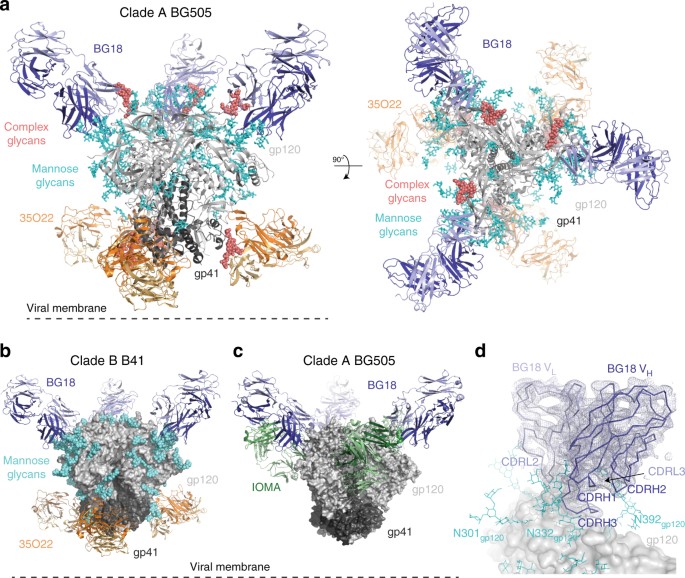 Structural Characterization Of A Highly Potent V3 Glycan Broadly Neutralizing Antibody Bound To Natively Glycosylated Hiv 1 Envelope Nature Communications