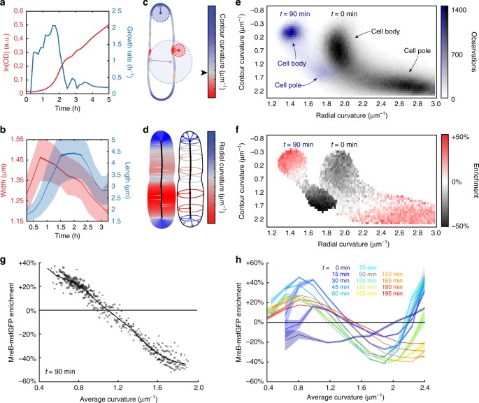 Rodz Modulates Geometric Localization Of The Bacterial Actin Mreb To Regulate Cell Shape Nature Communications