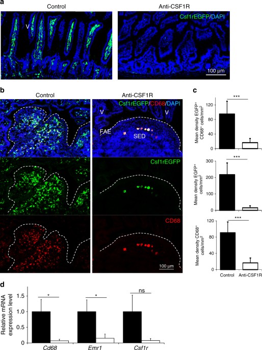 The Role Of Csf1r Dependent Macrophages In Control Of The