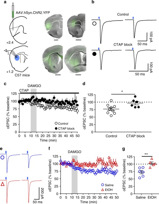 Insular Cortex Alterations In Mouse >> Alcohol Exposure Disrupts Mu Opioid Receptor Mediated Long Term Insular Cortex Alterations In Mouse >> Alcohol Exposure Disrupts Mu Opioid Receptor Mediated Long Term