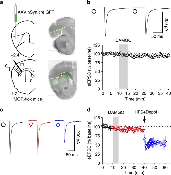 Insular Cortex Alterations In Mouse >> Alcohol Exposure Disrupts Mu Opioid Receptor Mediated Long Term Insular Cortex Alterations In Mouse >> Alcohol Exposure Disrupts Mu Opioid Receptor Mediated Long Term