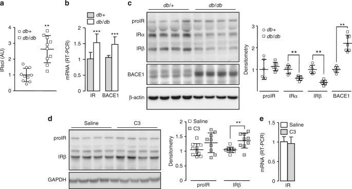 The beta secretase BACE1 regulates the expression of insulin receptor ...