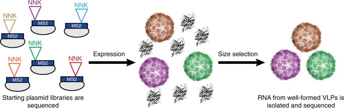 Quantitative characterization of all single amino acid variants of a viral  capsid-based drug delivery vehicle | Nature Communications