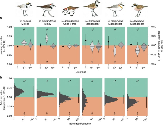 Demographic causes of adult sex ratio variation and their consequences for parental cooperation ...