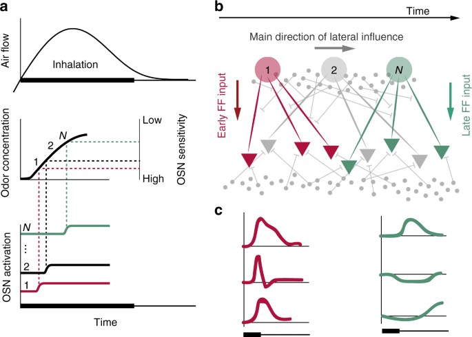 Frontiers  Stimulus Driven Functional Transformations in the Early  Olfactory System