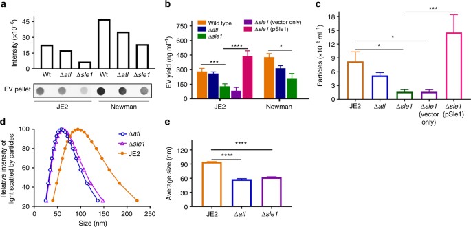 Release of Staphylococcus aureus extracellular vesicles and their  application as a vaccine platform