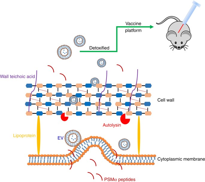 Release of Staphylococcus aureus extracellular vesicles and their  application as a vaccine platform