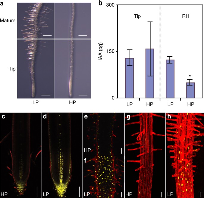 A mechanistic framework for auxin dependent Arabidopsis root hair  elongation to low external phosphate | Nature Communications