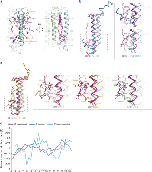 Cryo-EM structure of the RC-LH core complex from an early branching ...