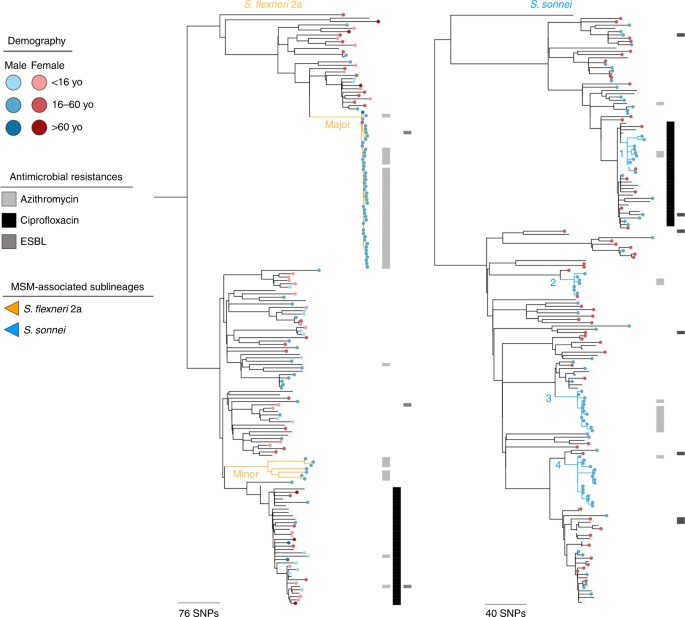 Horizontal Antimicrobial Resistance Transfer Drives Epidemics Of Multiple Shigella Species Nature Communications