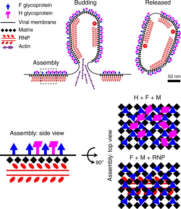 promotion of virus assembly