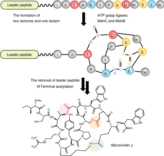 glutathione assay principle Fluorescence assay for the determination of glutathione based on a  ring-fused 2-pyridone derivative in dietary supplements