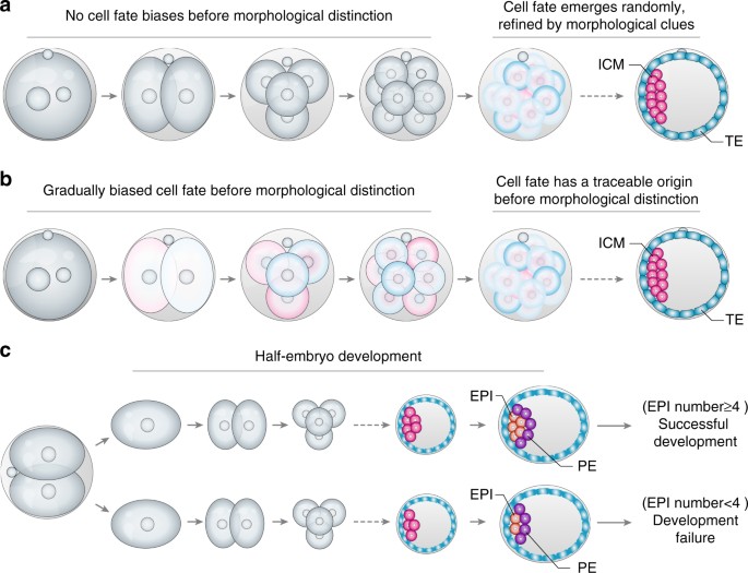 Tracing the origin of heterogeneity and symmetry breaking in the early  mammalian embryo | Nature Communications