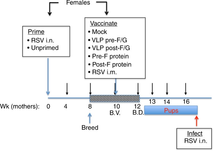 Efficacy of a respiratory syncytial virus vaccine candidate in a ...