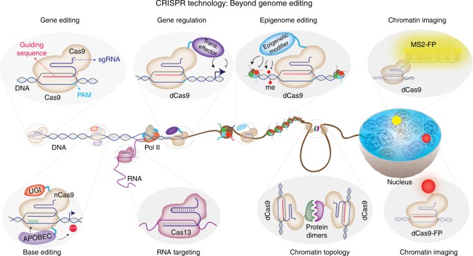 5 Quick Facts on CRISPR-Cas9 technology- A simple RNA 