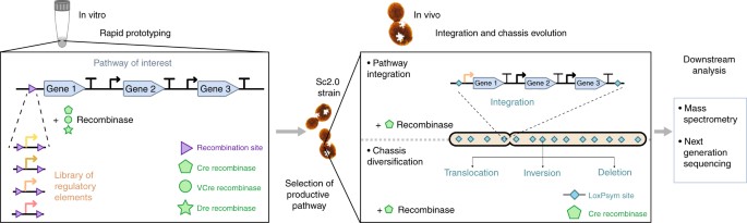 Rapid pathway prototyping and engineering using in vitro and in vivo  synthetic genome SCRaMbLE-in methods | Nature Communications