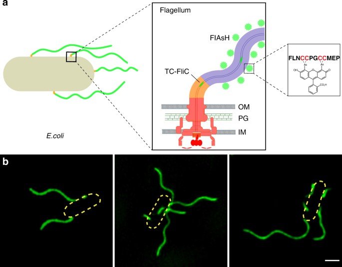 Frequent Pauses In Escherichia Coli Flagella Elongation Revealed