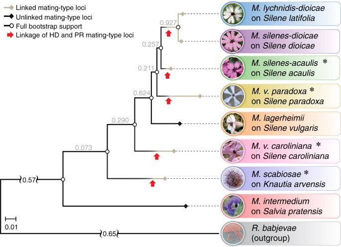 Diverse mating consequences of the evolutionary breakdown of the sexual  polymorphism heterostyly