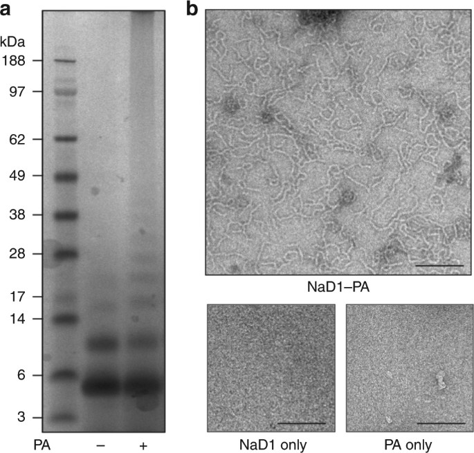 X Ray Structure Of A Carpet Like Antimicrobial Defensin Phospholipid Membrane Disruption Complex Nature Communications