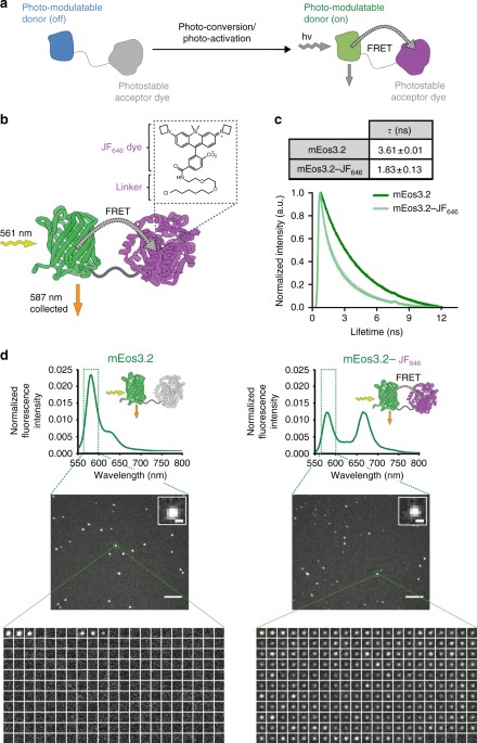 Fret Enhanced Photostability Allows Improved Single Molecule Tracking Of Proteins And Protein Complexes In Live Mammalian Cells Nature Communications Fret Enhanced Photostability Allows Improved Single Molecule Tracking Of Proteins And Protein Complexes In Live Mammalian Cells Nature Communications
