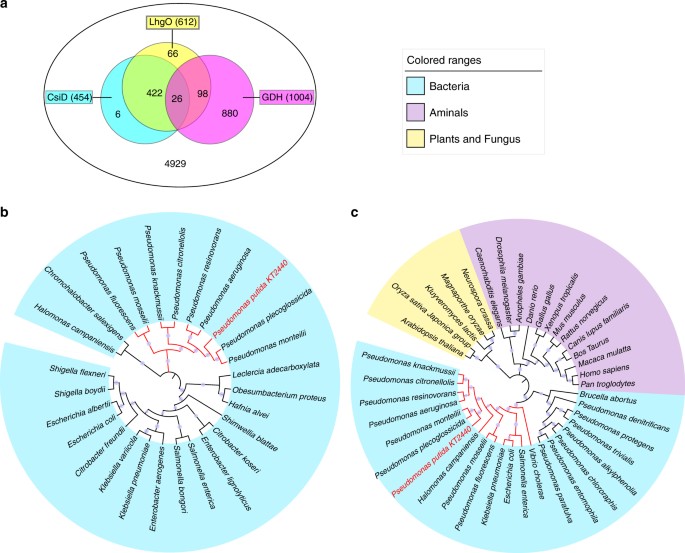 increased glutarate production by blocking the glutaryl coa venn diagram of catabolic and anabolic pathways