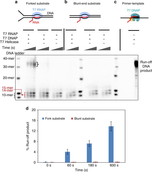 initiation from an RNA transcript Biology Diagrams